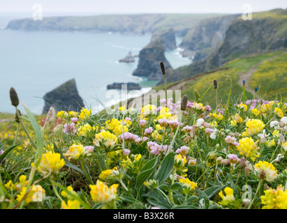 Pretty pink and yellow wildflowers on the cliff top at the Bedruthan Steps, North Cornwall Coast England UK Stock Photo