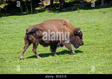 A lone Bison in summer. Stock Photo