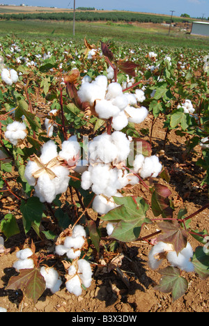 Field of cotton, Kassandra Peninsula, Chalkidiki, Central Macedonia, Greece Stock Photo