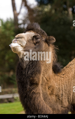 UK Wales Clwyd Colwyn Bay Welsh Mountain Zoo adult Bactrian Camel Camelus bactrianus Stock Photo