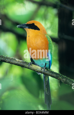 Rufous Motmot (Baryphthengus martii) Perched in lowland rainforest, La Selva Reserve, Costa Rica Stock Photo