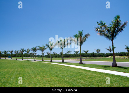 Palm trees line a sidewalk and road in Naples, Florida, USA Stock Photo