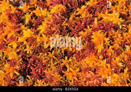 Peat moss (Sphagnum) Stock Photo