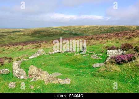 A small stone circle surrounded by wild heather in full bloom at sunrise on Dartmoor National Park in South Devon England Stock Photo