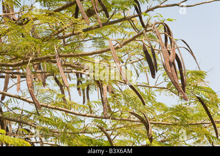 Flamboyant tree seed pods , Royal Poinciana tree Delonix Regia, Kafuie, Zambia, Africa. Stock Photo