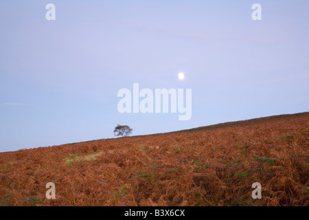 Moonrise over Black Down in the Mendip Hills Somerset England Stock Photo