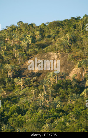 Triangle Palms (Dypsis decaryi) endemic palm to Southern Madagascar, Andohahela National Park, Madagascar Stock Photo