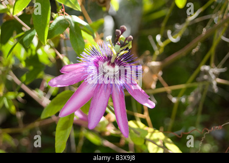 Purple Passion Flower Leu Gardens Orlando FL Stock Photo