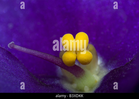 African violet macro Stock Photo