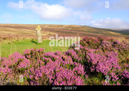 Wild heather in full bloom near the ancient granite memorial Bennetts Cross on Dartmoor National Park in South Devon England Stock Photo