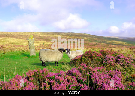 Wild heather in full bloom and 2 sheep near the ancient granite memorial Bennetts Cross on Dartmoor National Park in South Devon Stock Photo