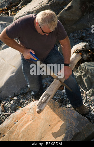 man on beach sawing a piece of driftwood to burn in his wood burning stove collecting free fuel wales UK Stock Photo