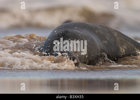 Grey Seal Halichoerus grypus riding the waves at Donna Nook, Lincolnshire in November. Stock Photo