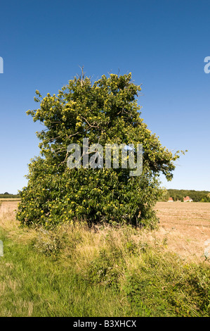 Spanish Chestnut trees - Castanea sativa - Indre et Loire, France. Stock Photo