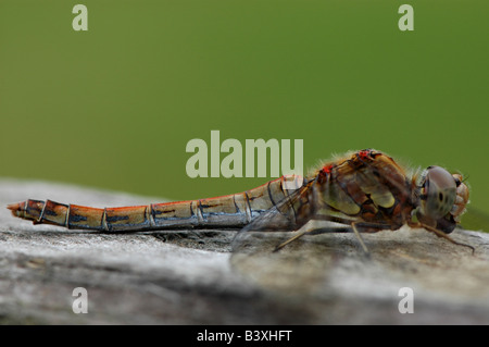 A Common Darter Dragonfly on a fence eating an insect Stock Photo
