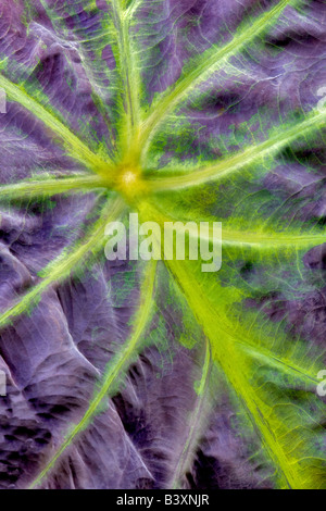 Close up of leaf veins of Taro plant Hugfhes Water Gardens Oregon Stock Photo