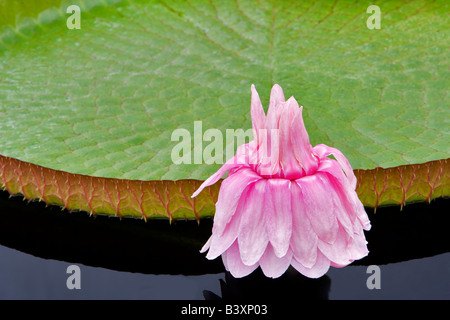 Amazon lily bloom Hughes Water Gardens Oregon Stock Photo