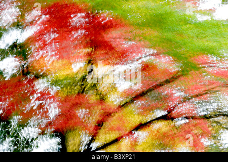 Fall colored japanese maples Crystal Springs Rhododendron Gardens Portland Oregon Stock Photo