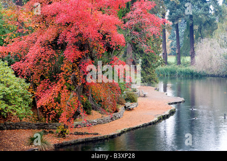 Fall color with pond Crystal Springs Rhododendron Gardens Portland Oregon Stock Photo