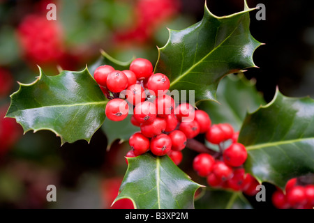 Holly berries and leaves Paradise California Stock Photo