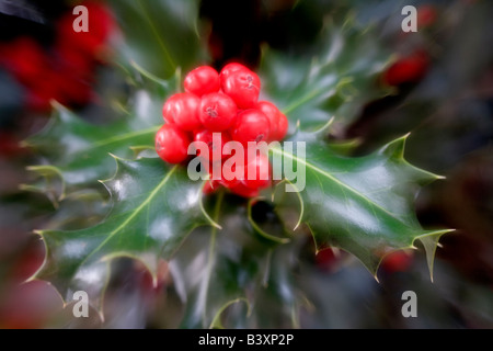 Holly berries and leaves Paradise California Stock Photo