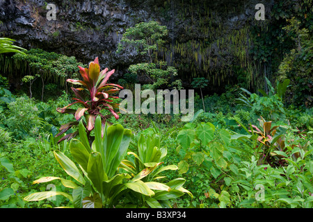 Ferns in Fern Grotto Kauai Hawaii Stock Photo