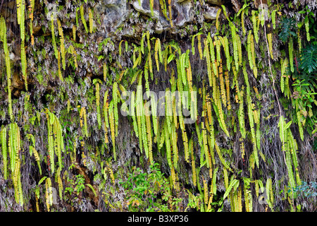 Ferns in Fern Grotto Kauai Hawaii Stock Photo