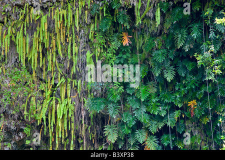 Ferns in Fern Grotto Kauai Hawaii Stock Photo