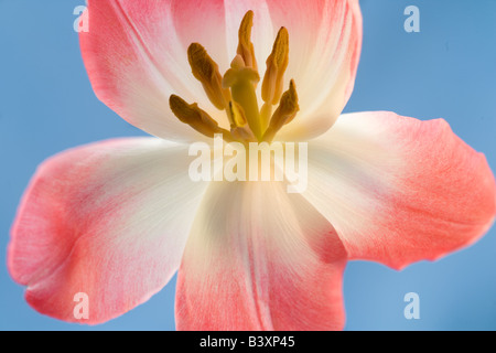 Close up of pink tulip Stock Photo