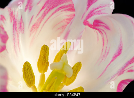 Pink Tulip close up. Stock Photo