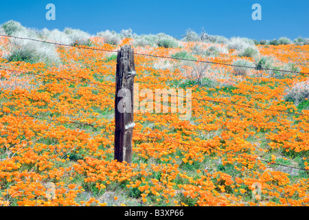 Fence through Antelope Valley Poppy Preserve California Stock Photo