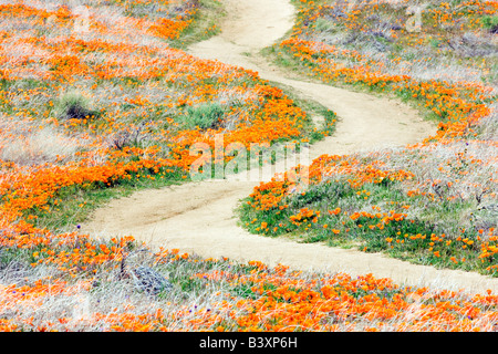 Path through Antelope Valley Poppy Preserve California Stock Photo