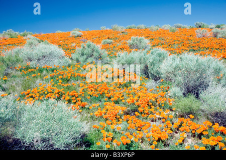 Fields of California Poppies Antelope Valley Poppy Preserve California Stock Photo