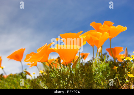 California poppies Antelope Valley Poppy Preserve California Stock Photo