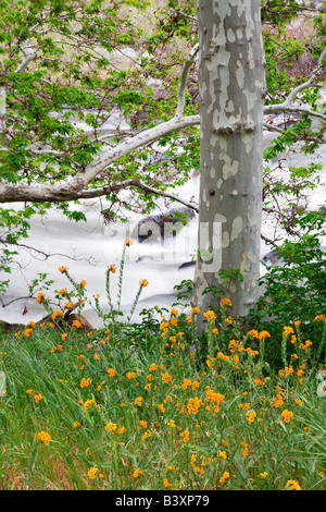 Fiddleneck flowers (Asinckia retrorsa) and California Sycamore tree (Platanus racemosa) along banks of Kern River, California Stock Photo