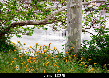 Fiddleneck flowers Asinckia retrorsa and California Sycamore tree Platanus racemosa along banks of Kern River California Stock Photo