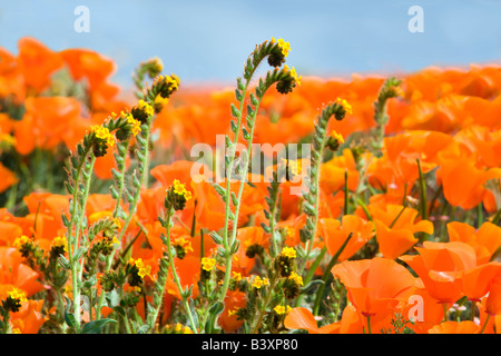 California poppies Eschscholtzia california and fiddleneck close up Antelope Valley Poppy Preserve California Stock Photo