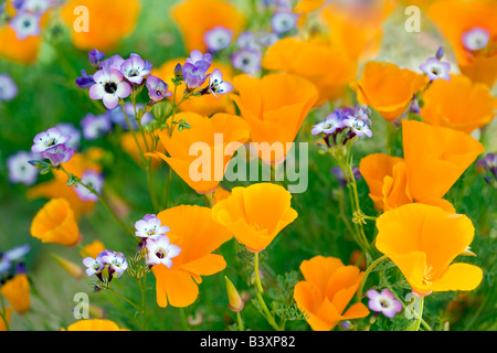 California poppies Eschscholtzia california and Davy Gilia latiflora ssp Davyi Antelope Valley Poppy Preserve California Stock Photo