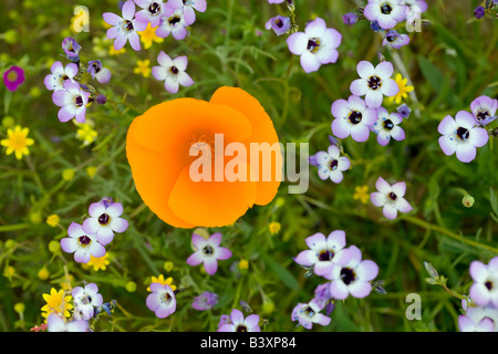 California poppies Eschscholtzia californica and Davy Gilia latiflora ssp Davyi Antelope Valley Poppy Preserve California Stock Photo