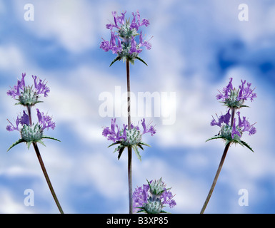 Close up of Purple sage Salvia leucophylla Carrizo Plain California Stock Photo