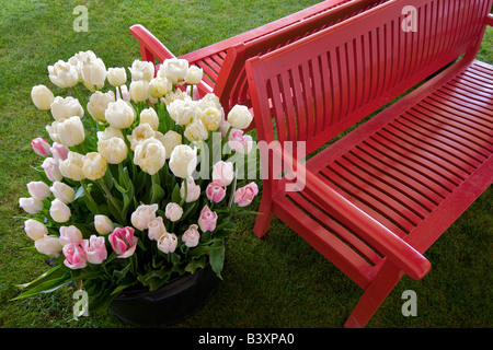 Pots of tulip flowers and bench Wooden Shoe Tulip Farm Oregon Stock Photo