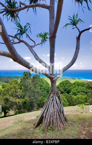 Flowers at Limahuli Garden Kauai Hawaii Stock Photo - Alamy