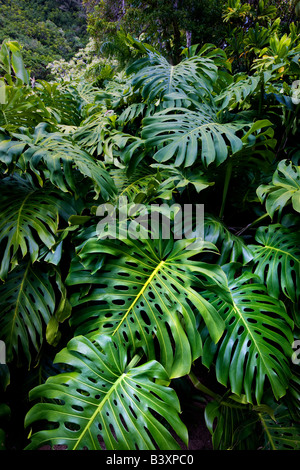 Flowers at Limahuli Garden Kauai Hawaii Stock Photo - Alamy