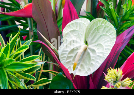 Tropical flower arrangement Anthurium flowers and tropical foliage Kauai Hawaii Stock Photo