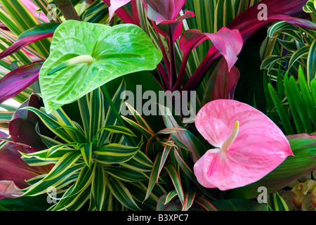 Tropical flower arrangement Anthurium flowers and tropical foliage Kauai Hawaii Stock Photo