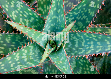 Aloe plant Kauai Hawaii Stock Photo