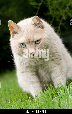 Jasper stalks through the garden Stock Photo