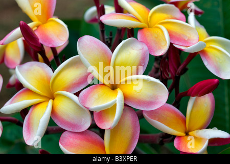 close-up of frangipani plumeria plant with pink flowers next to window ...