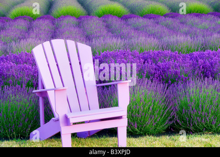 Rows of lavendar Angels Lavender Farm Washington Stock Photo