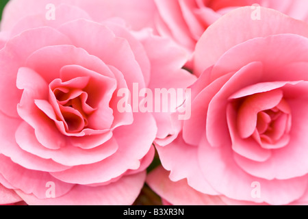 Close up view of two pink flowers Stock Photo